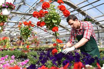 Gärtner arbeitet in einem Gewächs mit bunten Blumen für den Verkauf // Gardener works in a greenhouse in a flower shop