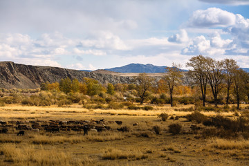 Landscape of the Mongolian steppe in the foothills.