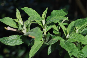 Sommerflieder (Buddleja) - Blätter