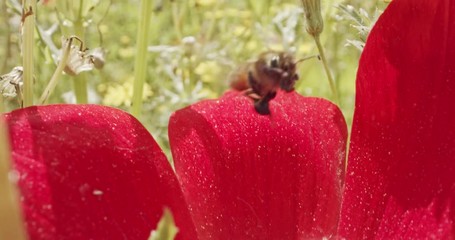 Pollination - Special macro shot of a bee on a flower covered with flower Pollen