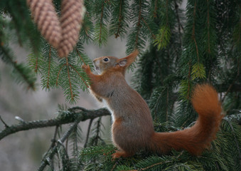 Eichhörnchen im Tannenbaum