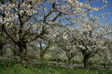 Kirschblüte im Albvorland bei Weilheim/Teck