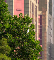 egret in the city