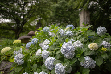 梅雨の紫陽花