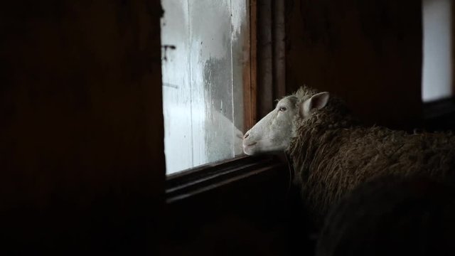 Portrait of adorable brown sheep lick the window. Funny sheep on a farm in village country.