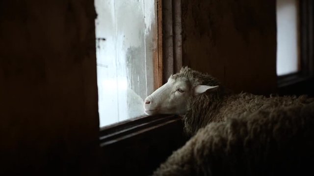 Portrait of adorable brown sheep lick the window. Funny sheep on a farm in village country.