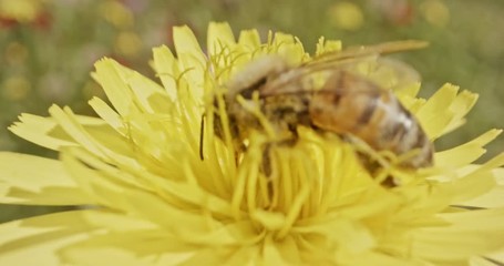 Pollination - Special macro shot of a bee on a flower covered with flower Pollen