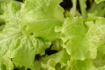 Young, green salad, for dietary nutrition, growing on a bed.