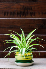 Chlorophytum comosum (also known spider plant) in a pot on the wooden fence background
