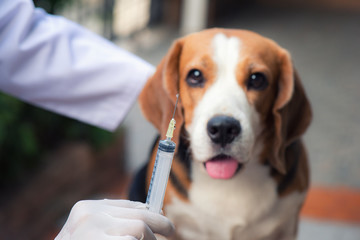 The beagle dog is standing beside the vet standing holding a syring