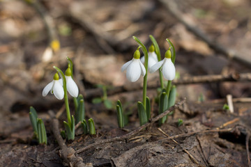 spring crocus flowers