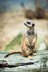 A Meerkat on the look out