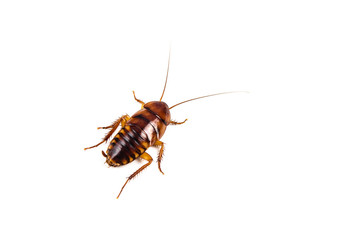 Cockroach