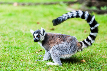 A Ring Tailed Lemur