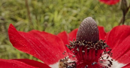 Pollination - Special macro shot of a bee on a flower covered with flower Pollen