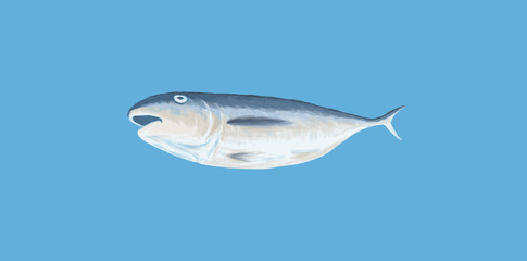 fish isolated painting illustration