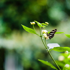 A common Mormon Butterfly resting on a plant