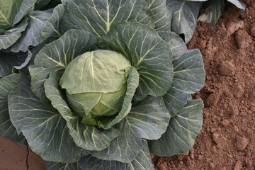 Obraz premium Tolleson, AZ., U.S.A. Mar. 7, 2019. Arizona green cabbage ready for harvesting