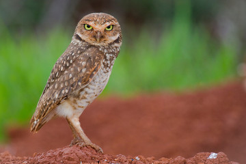 Owl