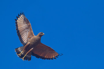 Hawk in flight