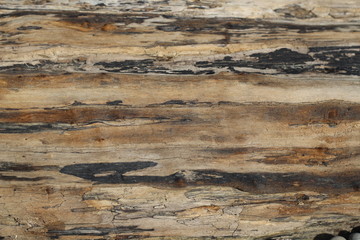 The texture of the old board, the old wooden log, background.