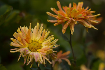 Yellow flowers in the garden.