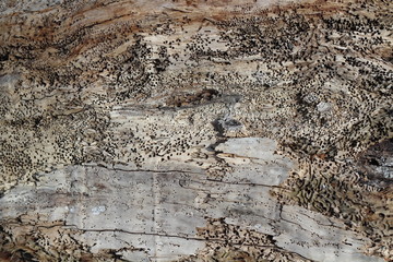 The texture of the old log, a piece of wood, the background is all in holes.