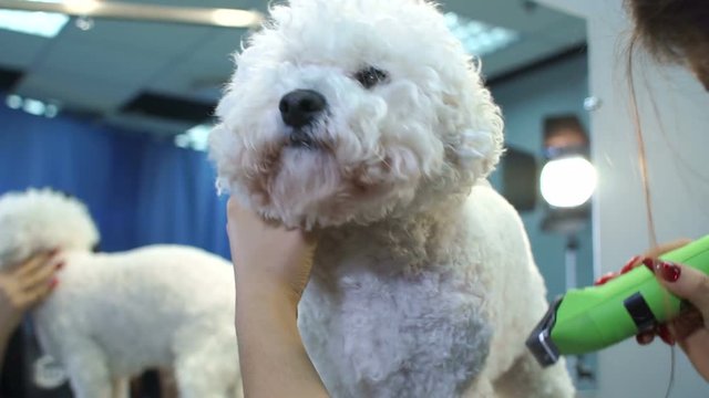 Close-up of a woman grooming a fluffy white dog in a veterinary clinic. Bichon Frize breed dog in a veterinary clinic on a haircut.