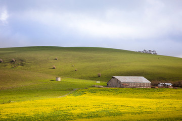 barn and colorful meadow in the Napa Valley of Sonoma County, California
