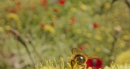 Pollination - Special macro shot of a bee on a flower covered with flower Pollen