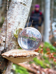 A glass ball rests on a shelf fungus and reflects the image of the trees and a person behind it. Shropshire, England.
