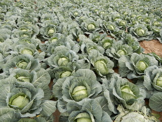 Tolleson, AZ., U.S.A. Mar. 7, 2019. Arizona green cabbage ready for harvesting