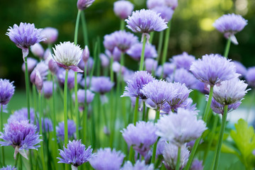 Fototapeta premium purple flowers in garden