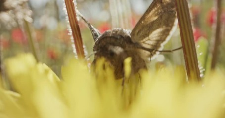 Pollination - Special macro shot of a Butterfly on a flower drinking nectar