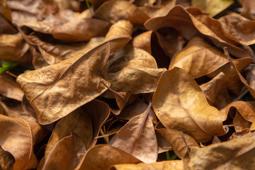 Autum leaves