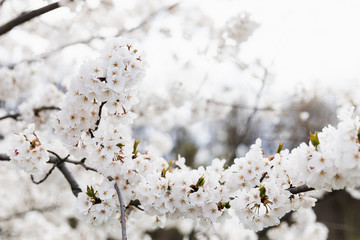 Beautiful White Cherry Blossoms Against Cloudy Sky, Space For Text