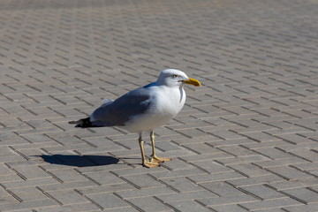 seagull in the city