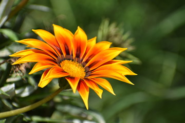 yellow flower