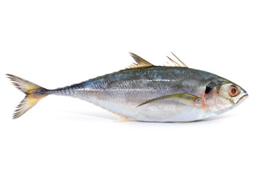 Fresh mackerel fish isolated on white background