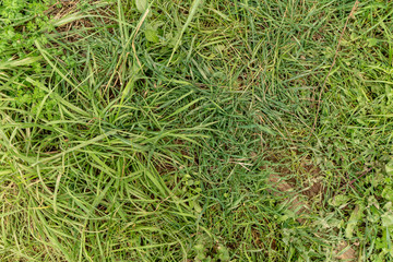 Grass