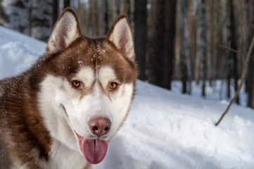 Siberian husky dog portrait on snow and winter forest background. 