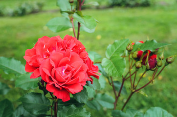 Red roses bloom in the garden.