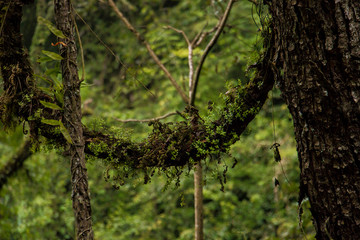 tree in forest