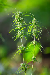 Marijuana leaves, Cannabis on beautiful background.