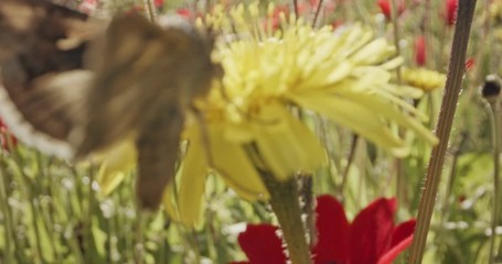 Pollination - Special macro shot of a Butterfly on a flower drinking nectar