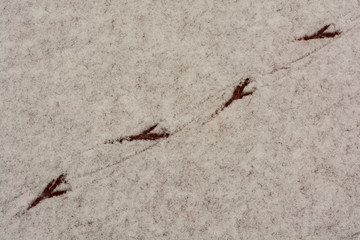 dove tracks in the snow