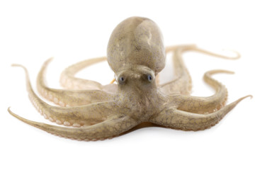 Obraz premium Octopus isolated on white background