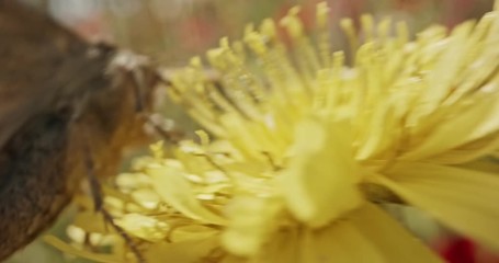 Pollination - Special macro shot of a Butterfly on a flower drinking nectar