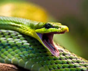Spitzkopfnatter (Gonyosoma oxycephalum) 