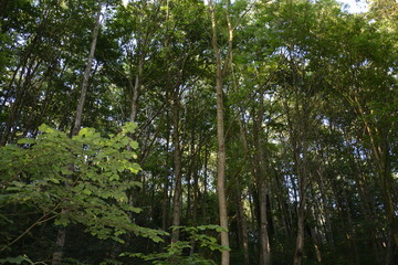 Fototapeta premium Manchester Park
